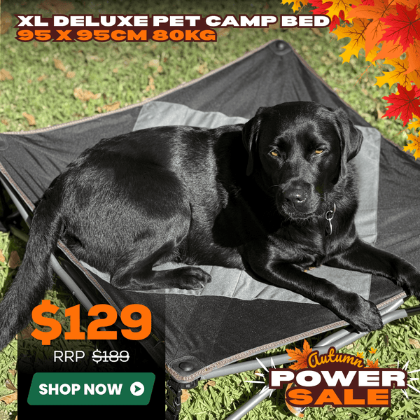 Wildtrak Deluxe Folding Pet Camp Bed XL with Removable Cover 95x95cm