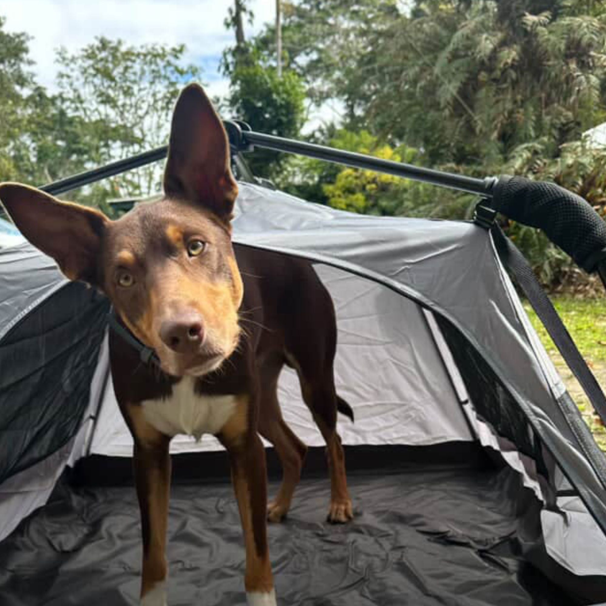 Wildtrak Instant Up Pet Tent Large, Portable Outdoor Dog Kennel with Carry Bag